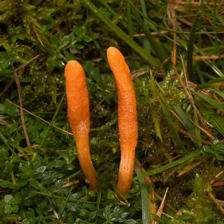 cordyceps – dabisks enerģijas pastiprinātājs