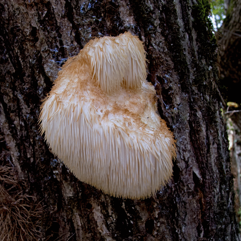 lion’s mane (eža dižadatene) – nervu augšanas veicinātājs