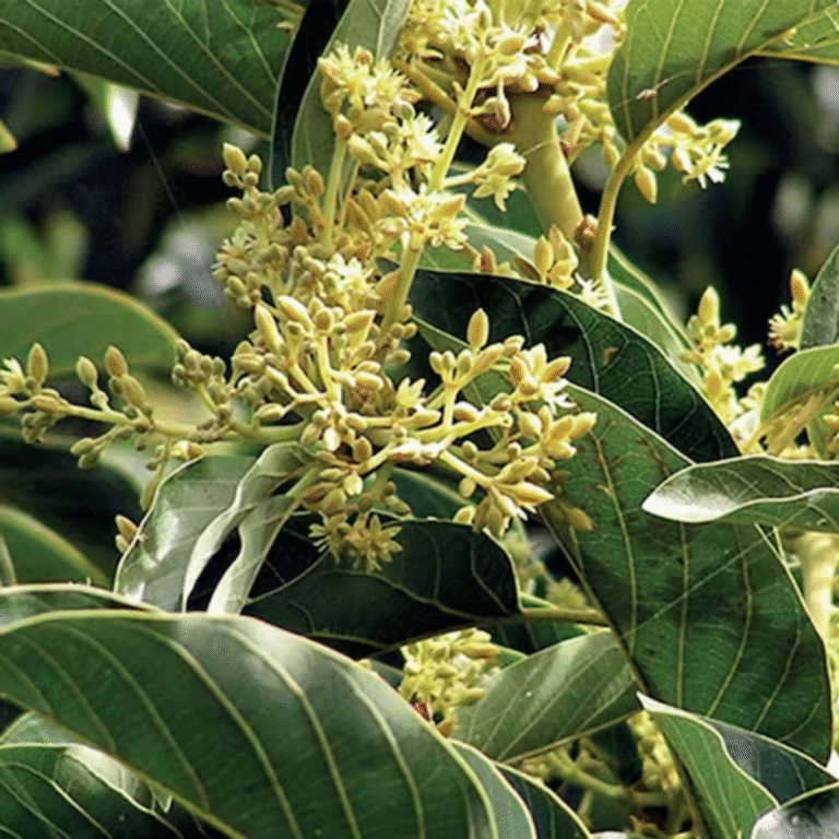 muira puama – libido un kognitīvās veselības tonizētājs