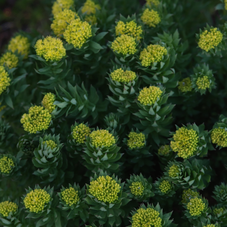 rodiola (rhodiola rosea)
