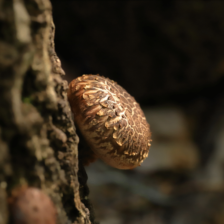 Šitake – “dzīvības eliksīrs”