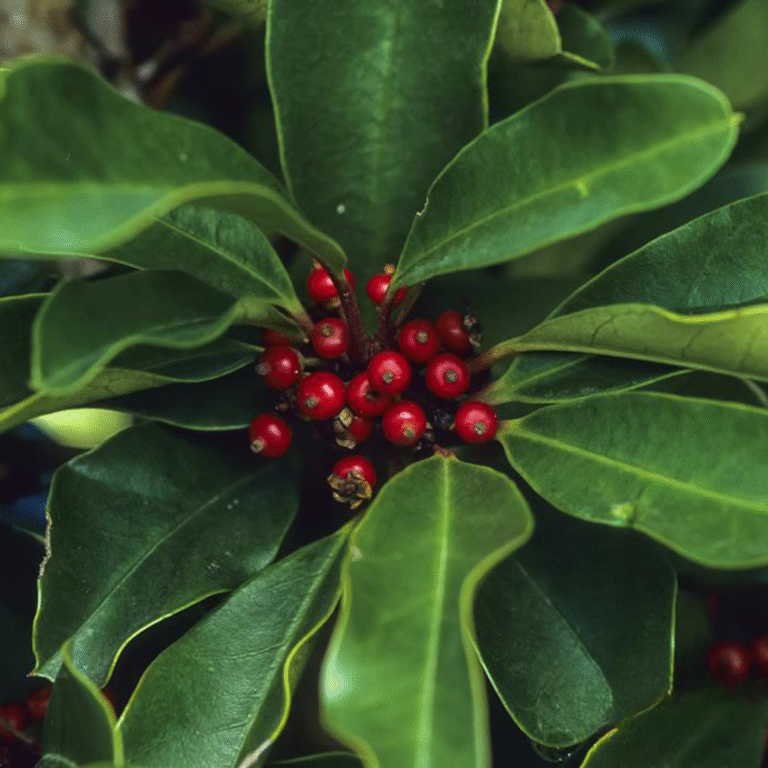 yerba mate (ilex paraguariensis)